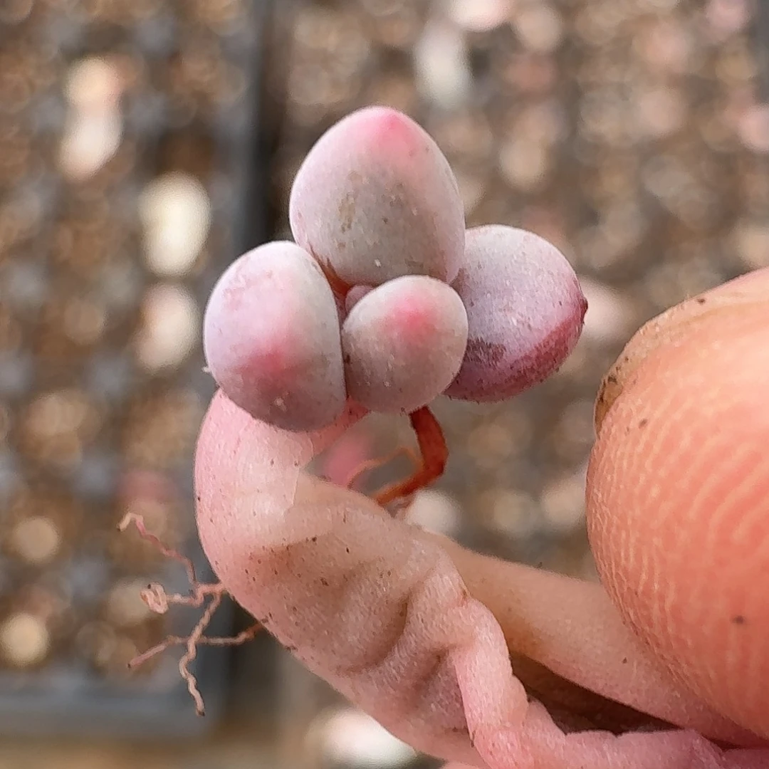 红蜻蜓锦一物一拍