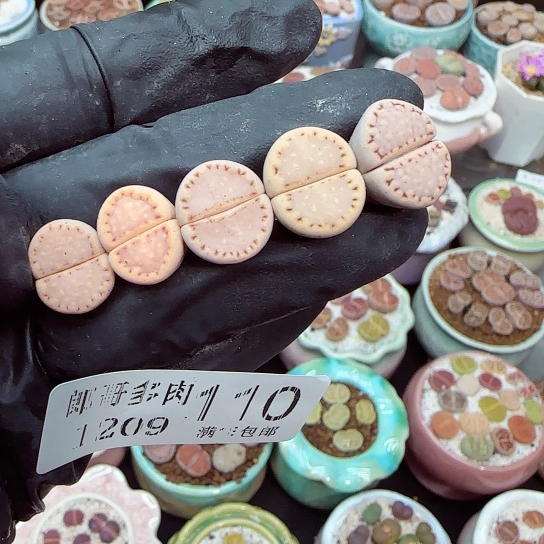 生石花满18包邮1209-110