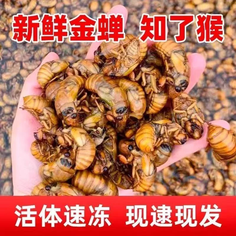 顺丰冷链2025新鲜爬叉猴活体速冻金1蝉油炸白蝉100只