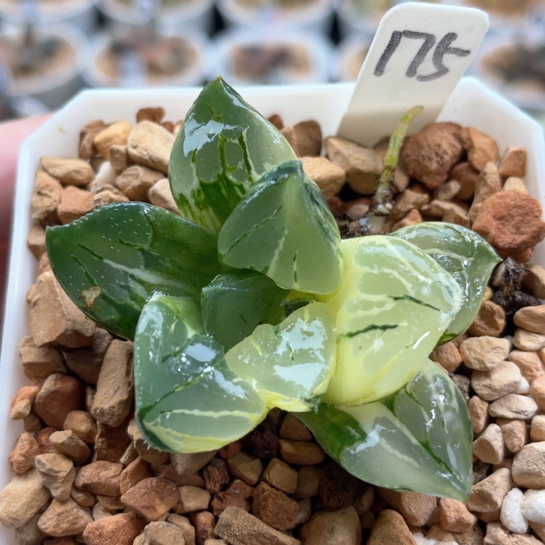 175莫迪卡锦。