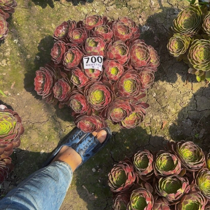 黑魔花27-36包邮花花