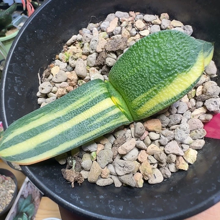 卧牛锦亚成株（可以免费寄养）