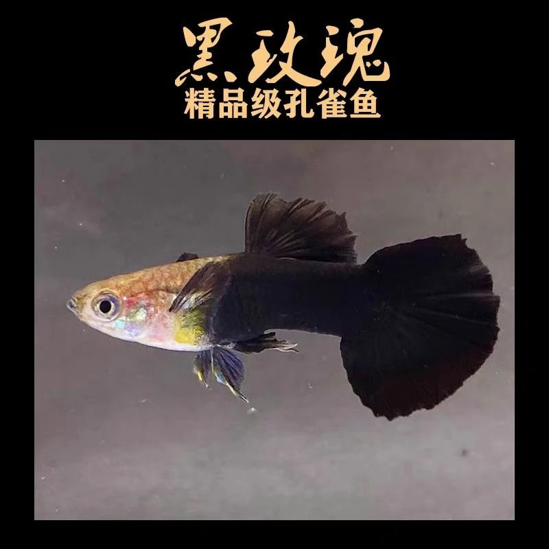 黑玫瑰黑美人孔雀鱼热带观赏鱼好养耐活小型淡水新手练手活体