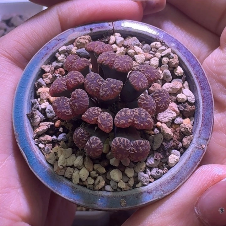 19号2351泡泡勋章一物一拍