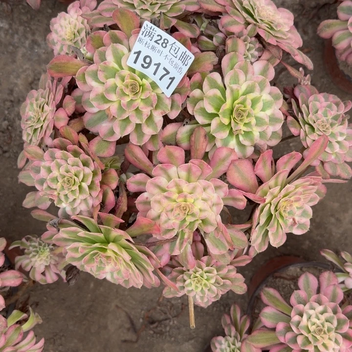19171同白多肉植物