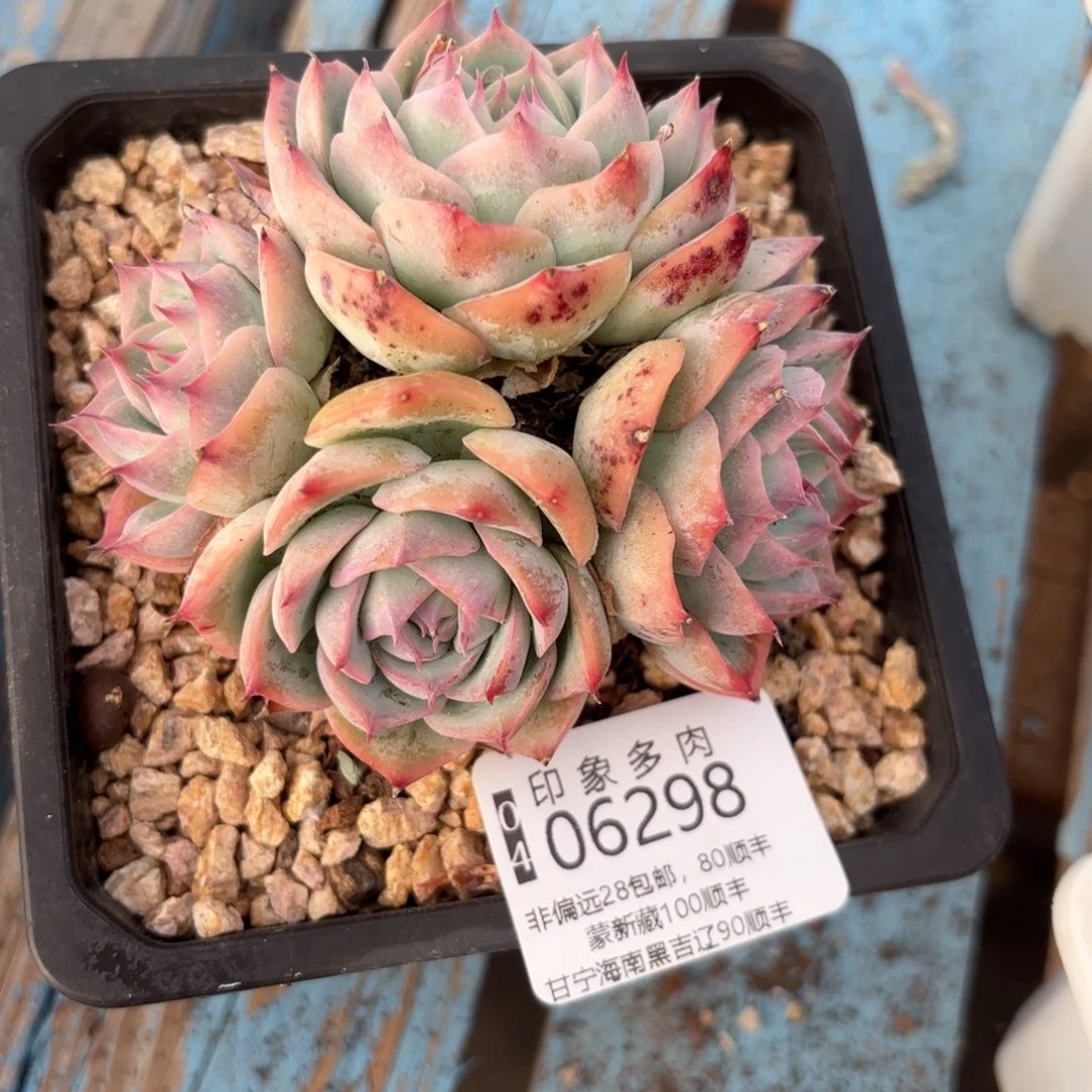 阳**子多肉植物06298gg