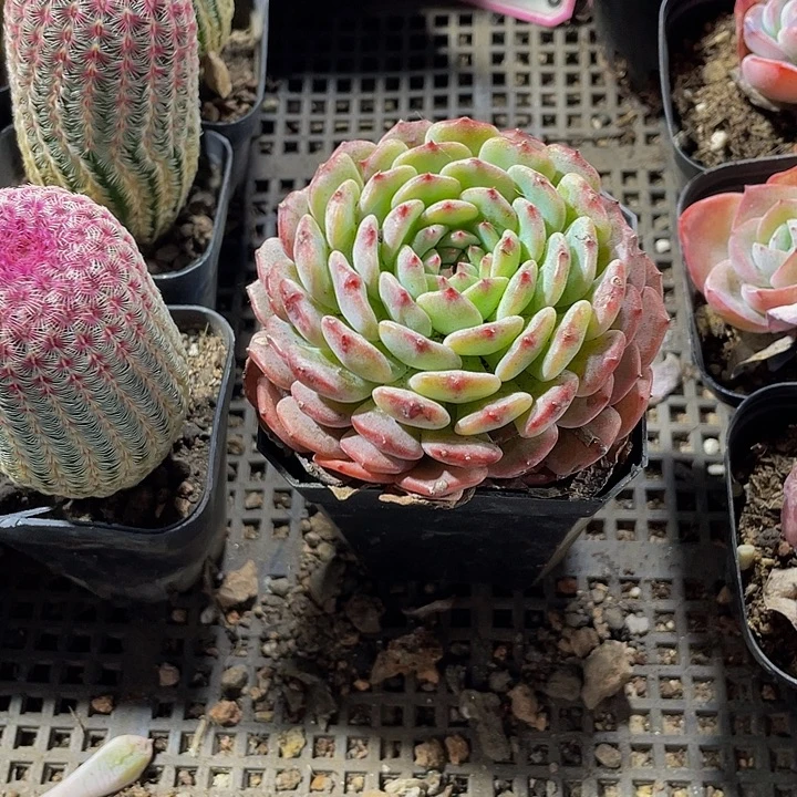 7方大单头白白胖子带盆