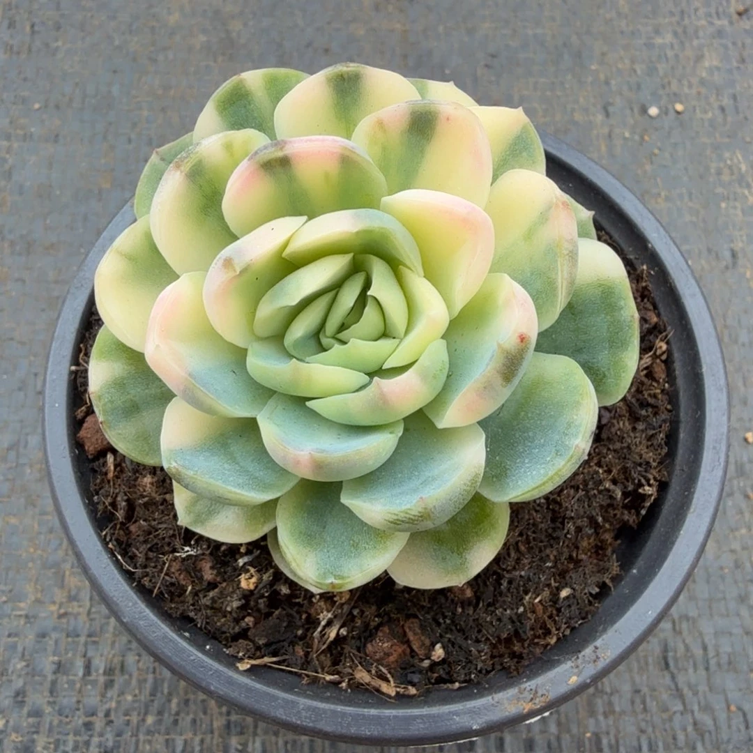 贝瑞锦锦上园艺一物一拍