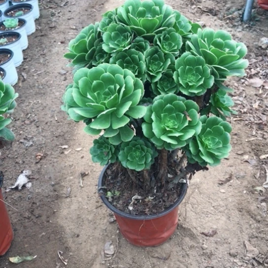 云***楼绿玫瑰法师多肉植物26