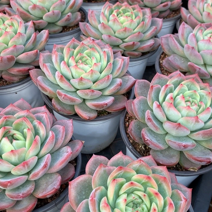 小红鸾多肉植物9.99两单包邮