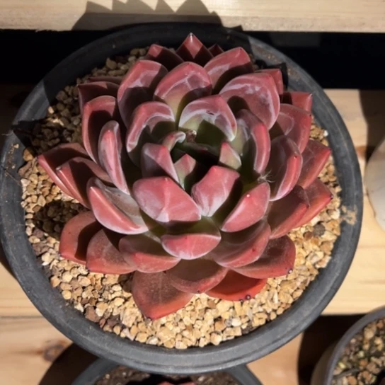 酒红香槟 夏鸣园艺