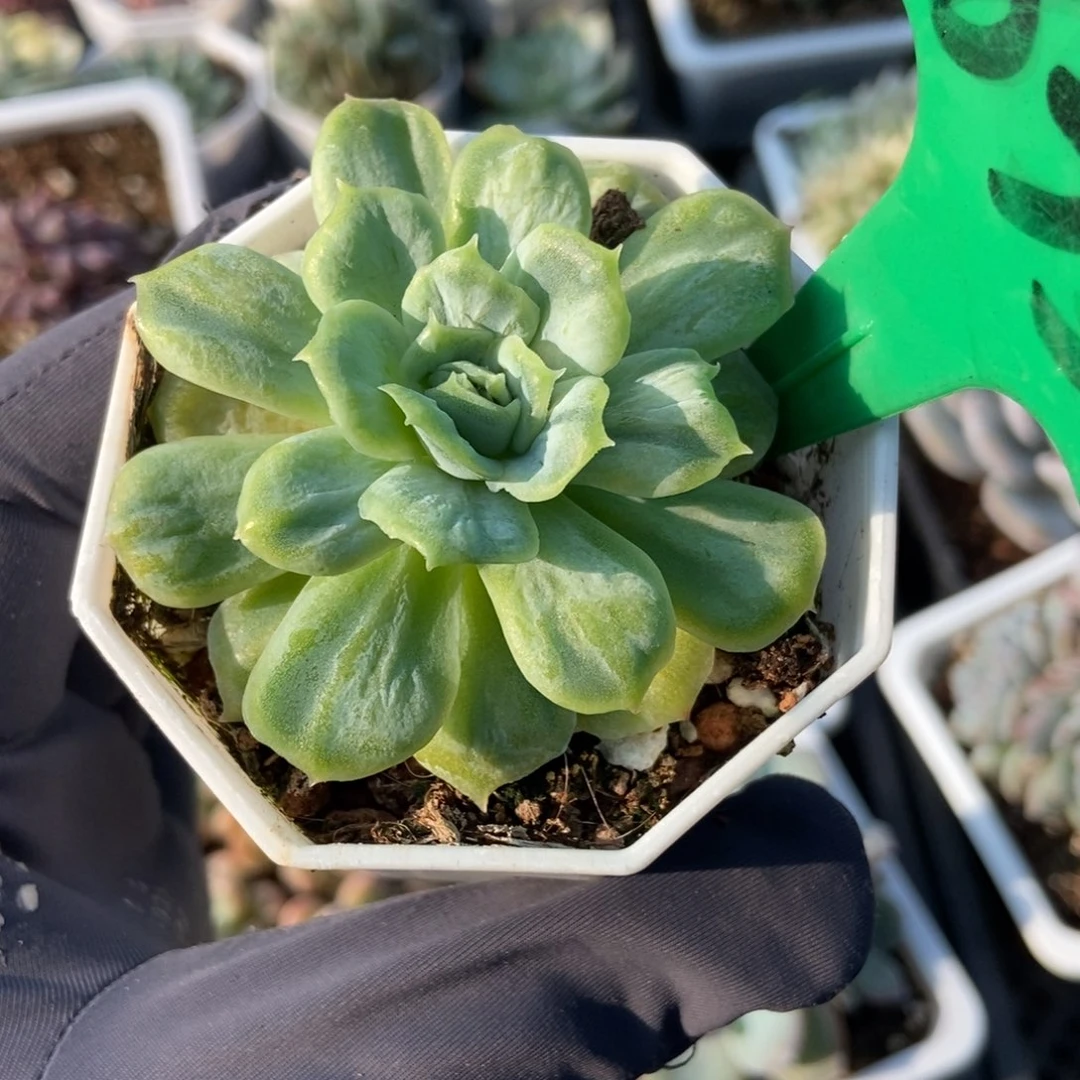 835泡泡纱多肉植物保护