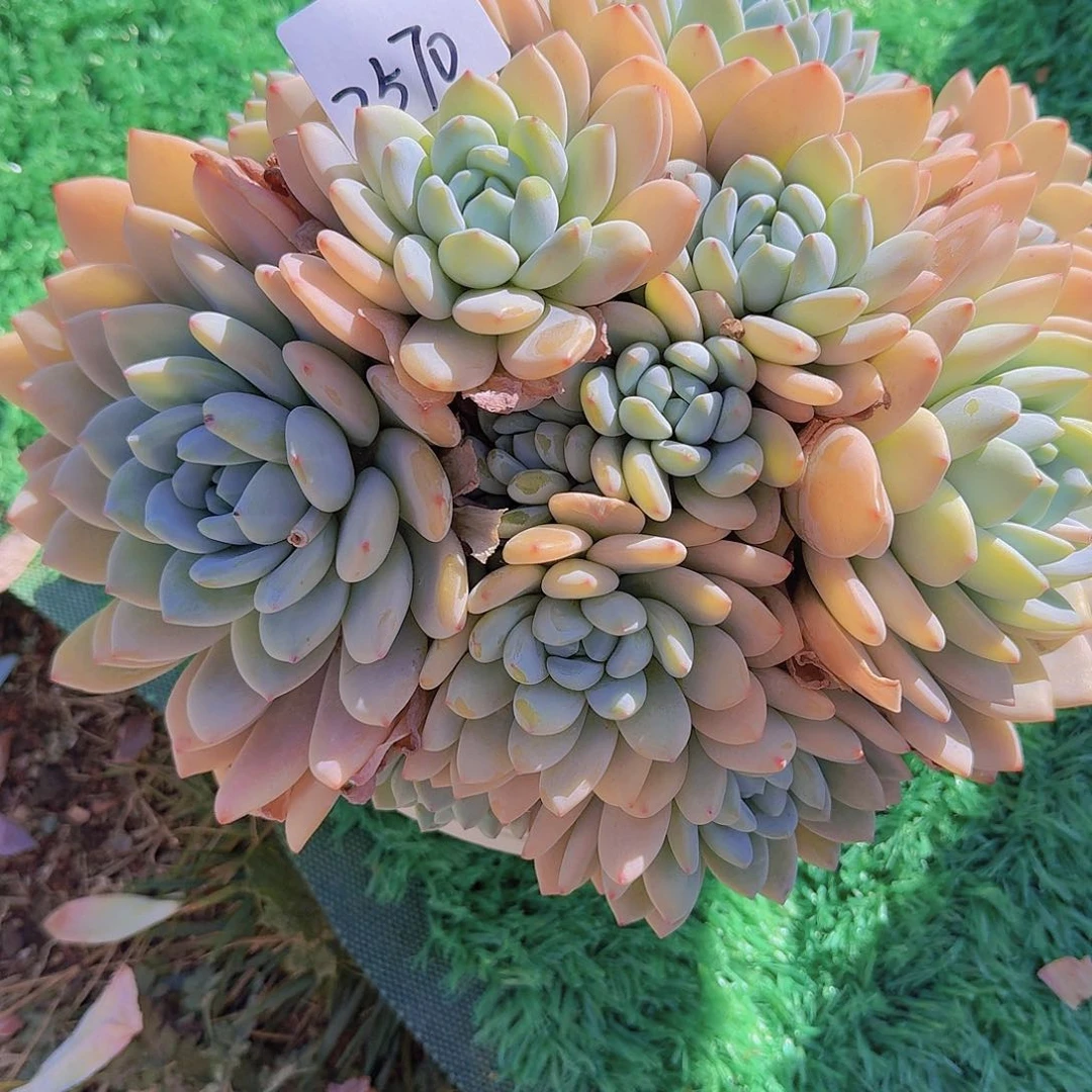 以***眸2570冷香多肉植物