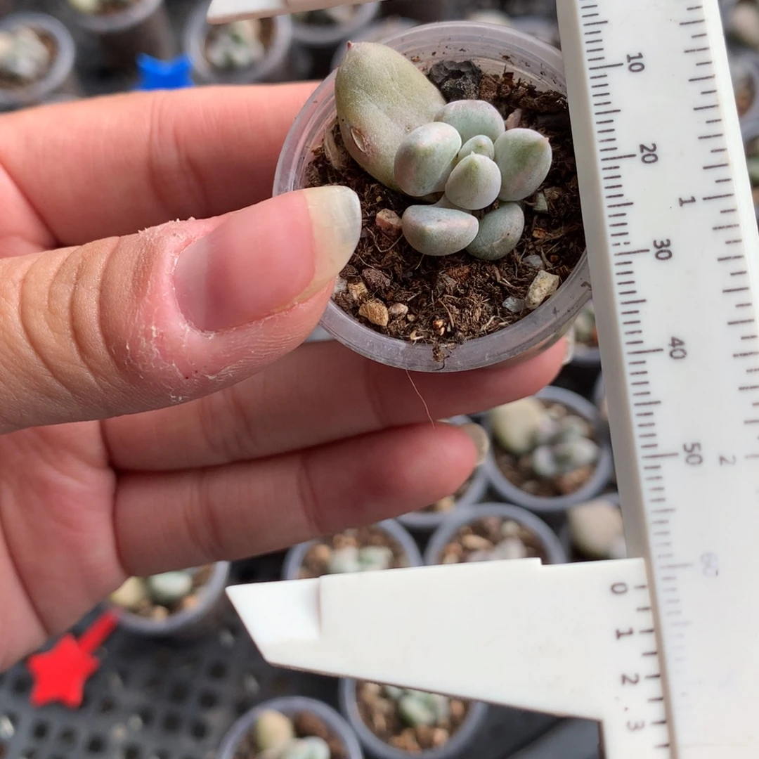 奶油尖尖奶酪多肉植物