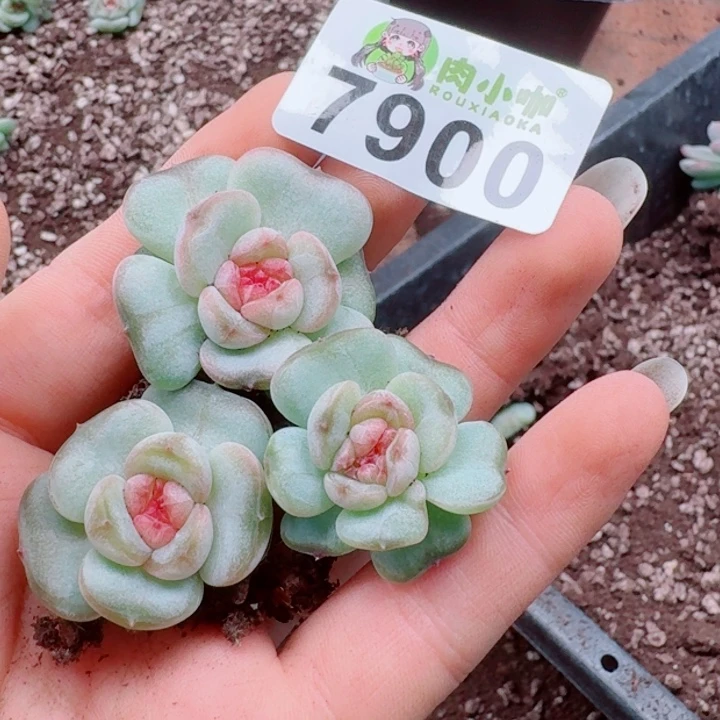多肉植物多肉植物