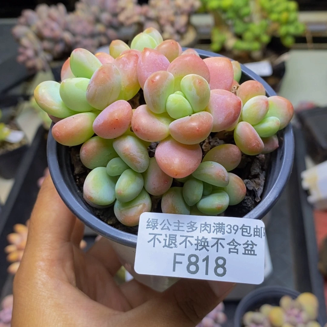 818橘子香水多肉7c m