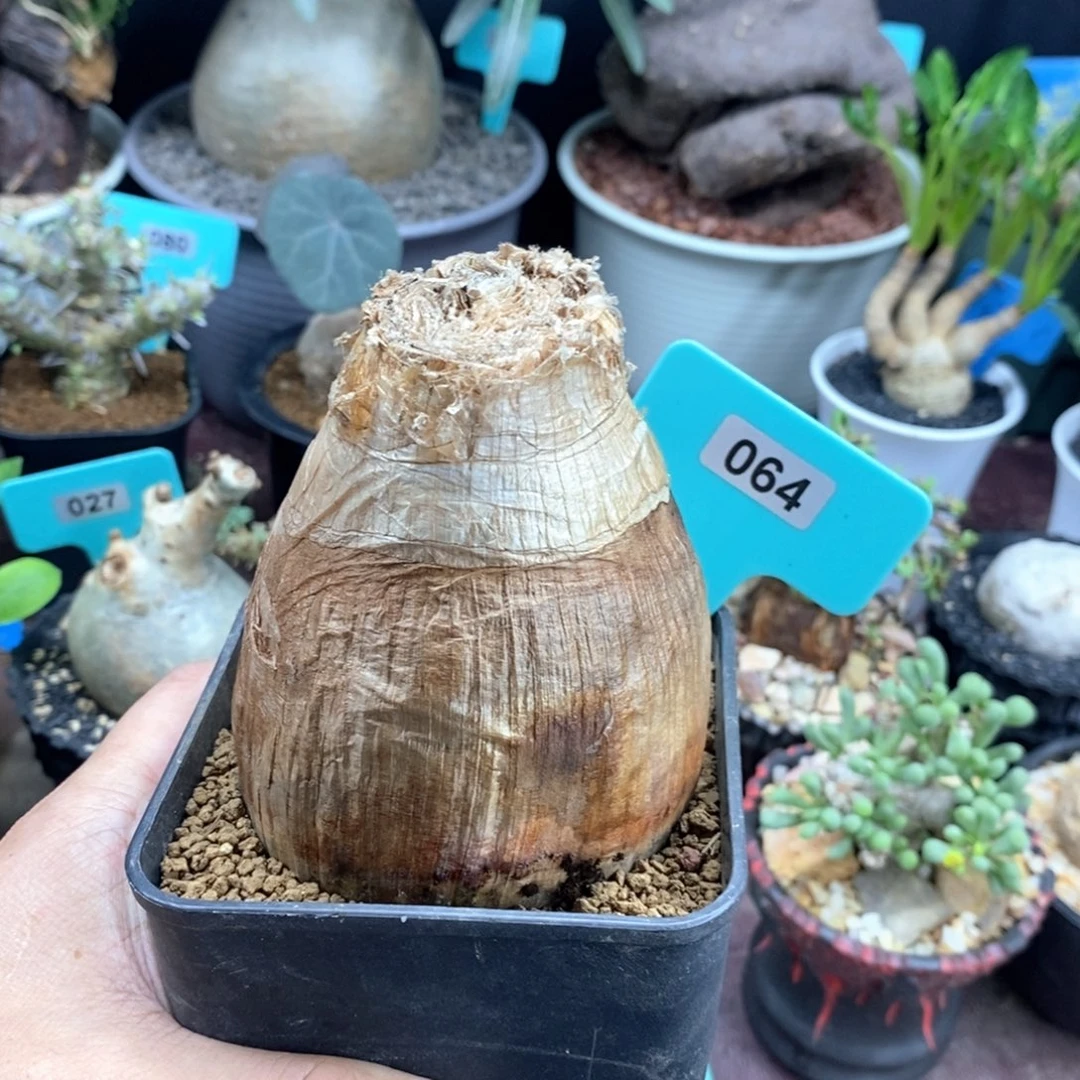 巨凤之卵多肉植物