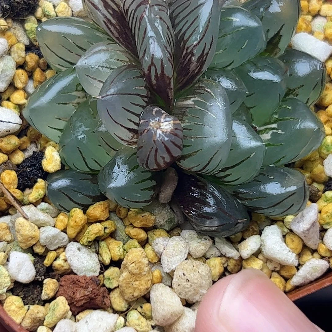 水中月锦十二卷多肉植物