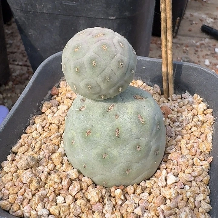 双头白皮习志野脱土
