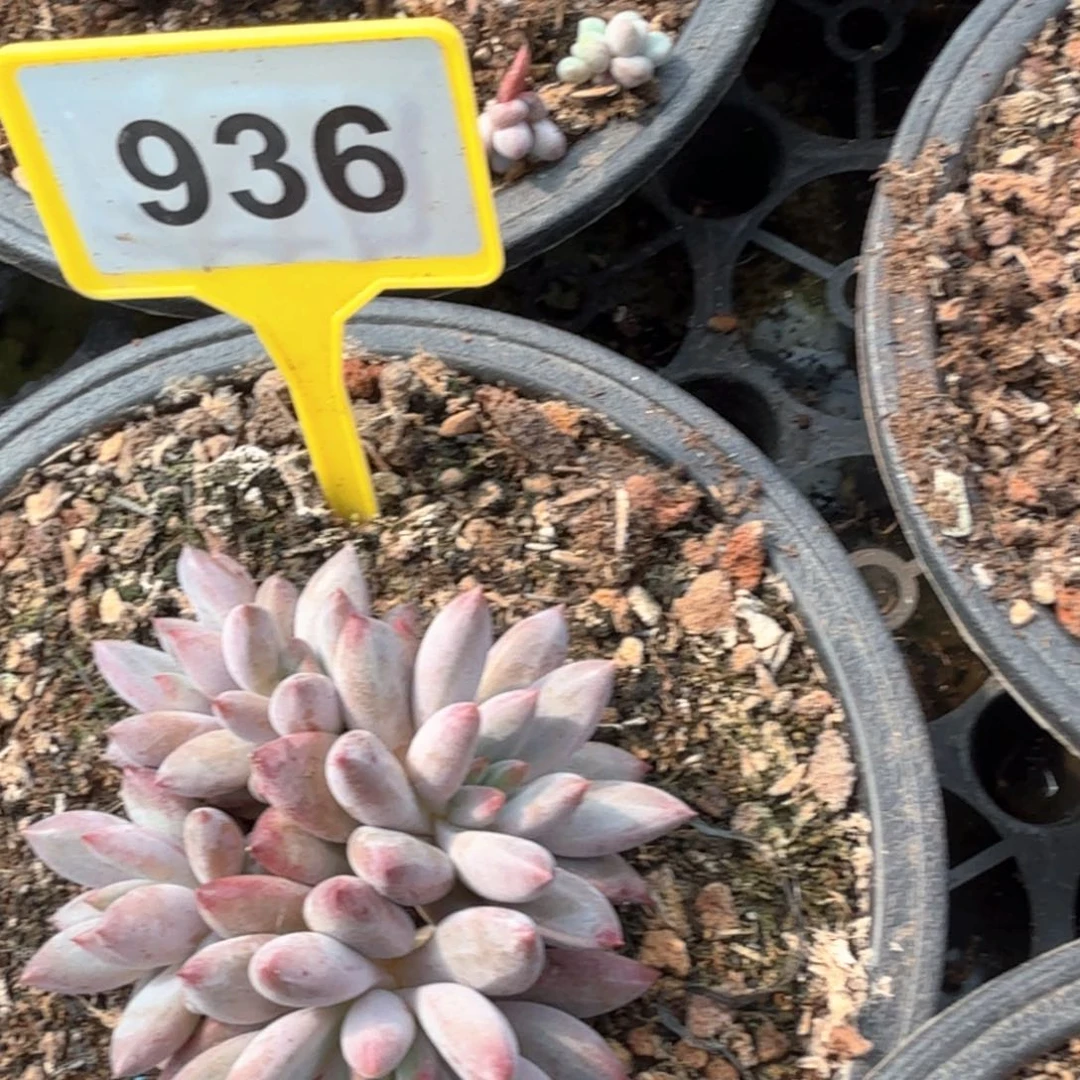 虞美人多肉植物936