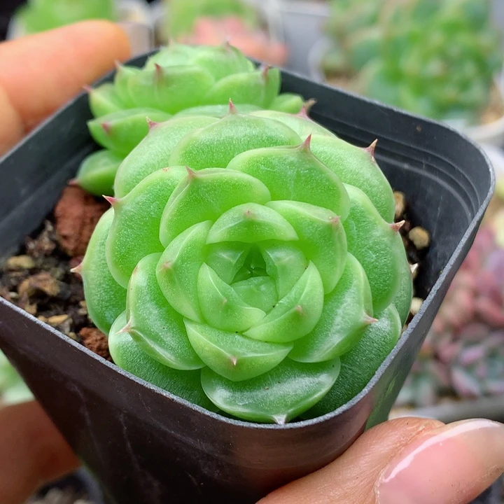 58包邮  群生不包整26