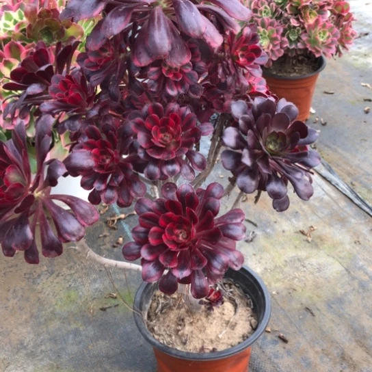 法师多肉植物用****8法师889