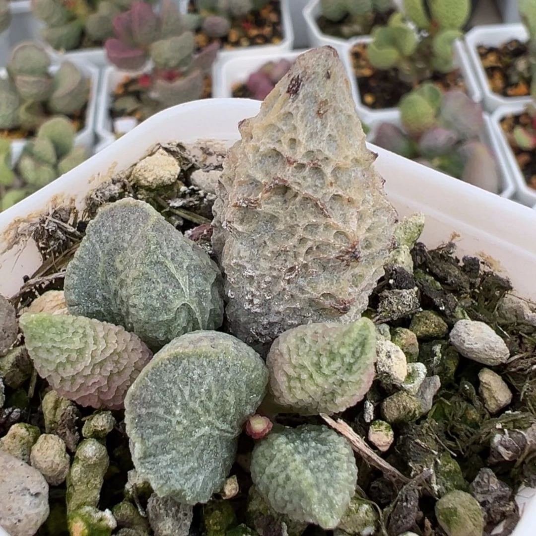 倒刺融化纹冰激凌大苗多肉植物