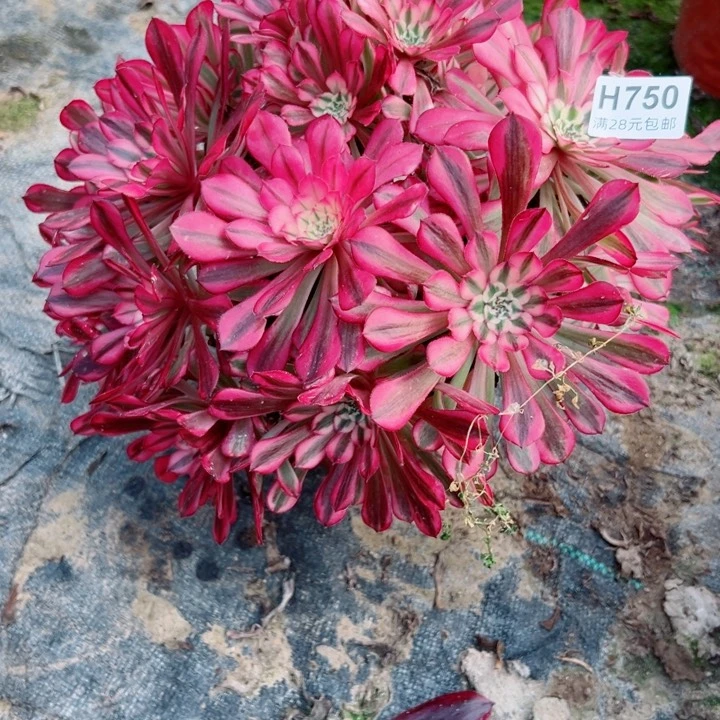 750铜鼓锦多肉植物