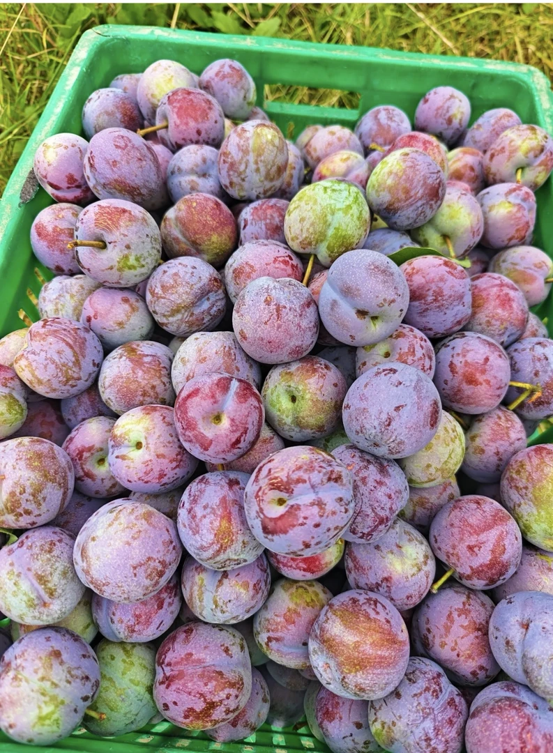 五月脆 凤凰李 新鲜应季水果 脆甜多汁