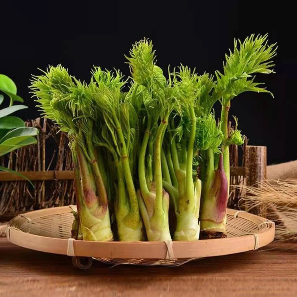 东北刺嫩芽 新鲜采摘刺老芽 500g包邮顺丰