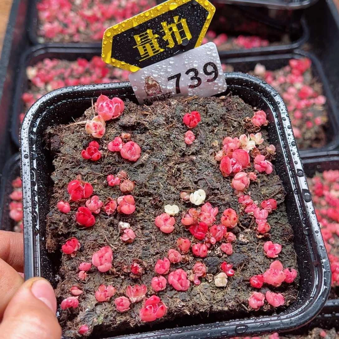 多肉植物多肉植物