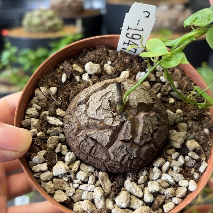 1947龟甲龙带盆包邮不退不换5.3公分