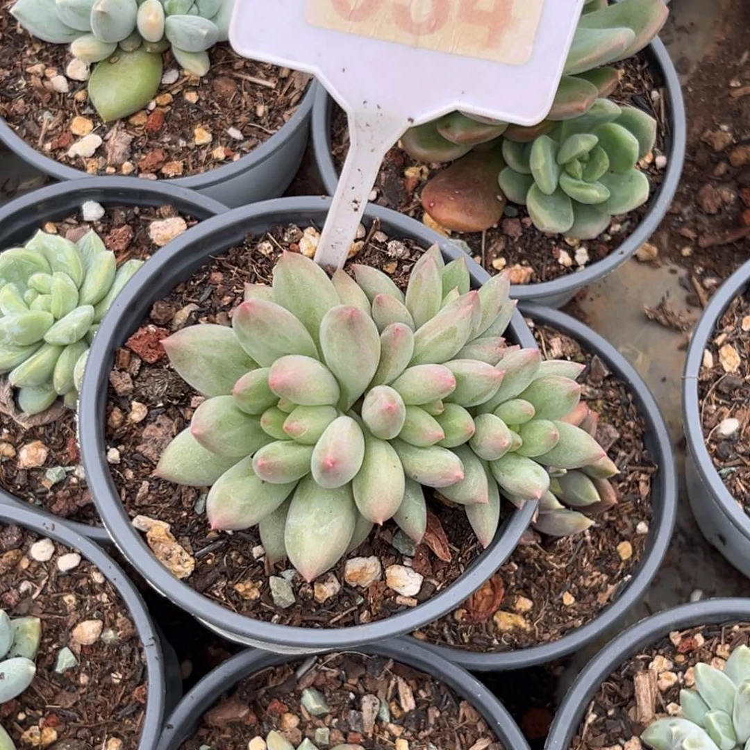 多肉植物岩字群034