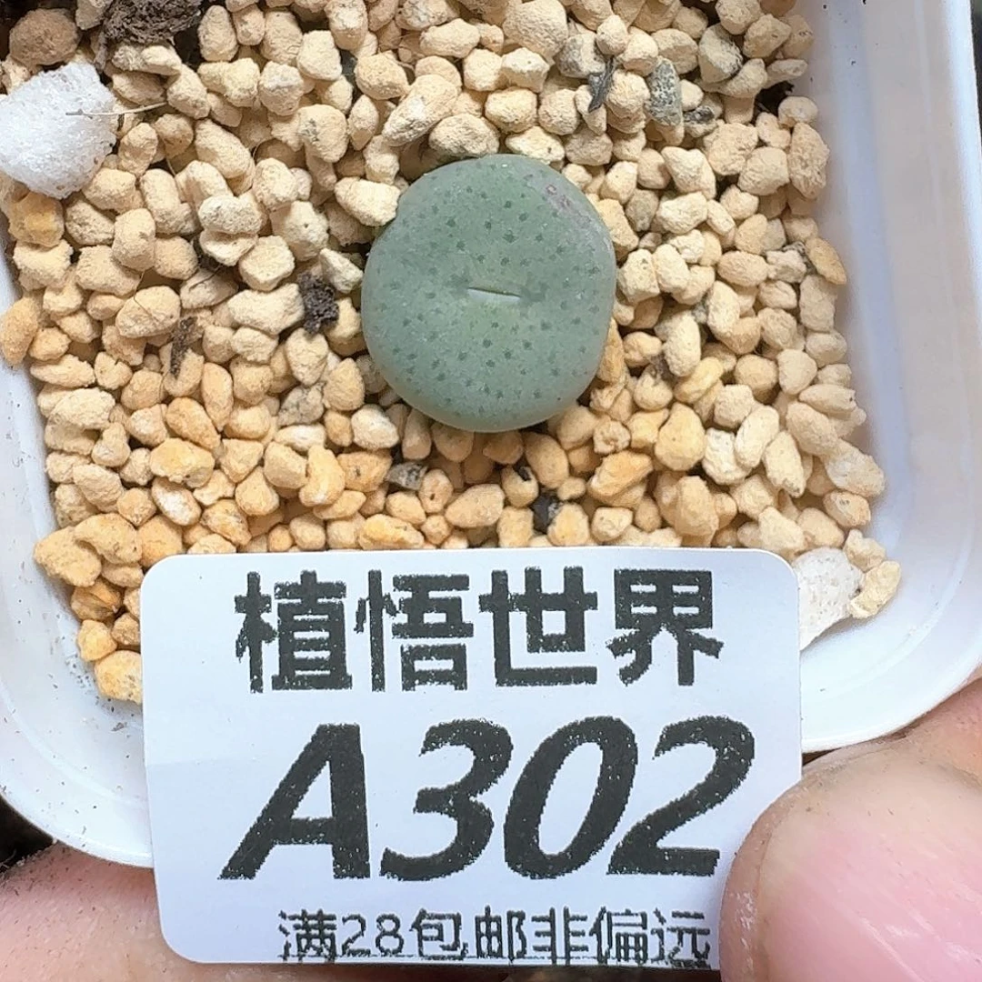 多肉植物的人生fgb