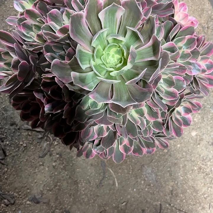 多肉植物粉女妖锦……