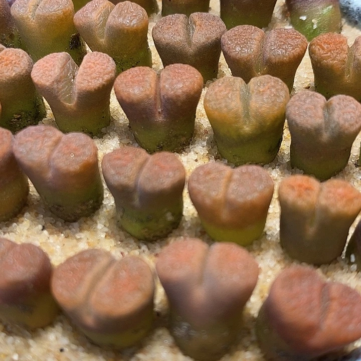 超级蛋糕风铃一颗。