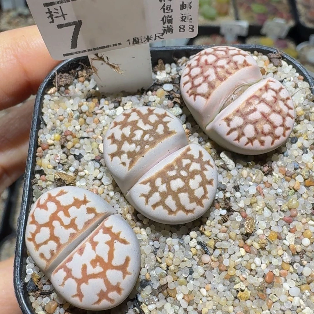 Ssss精品生石花7开花