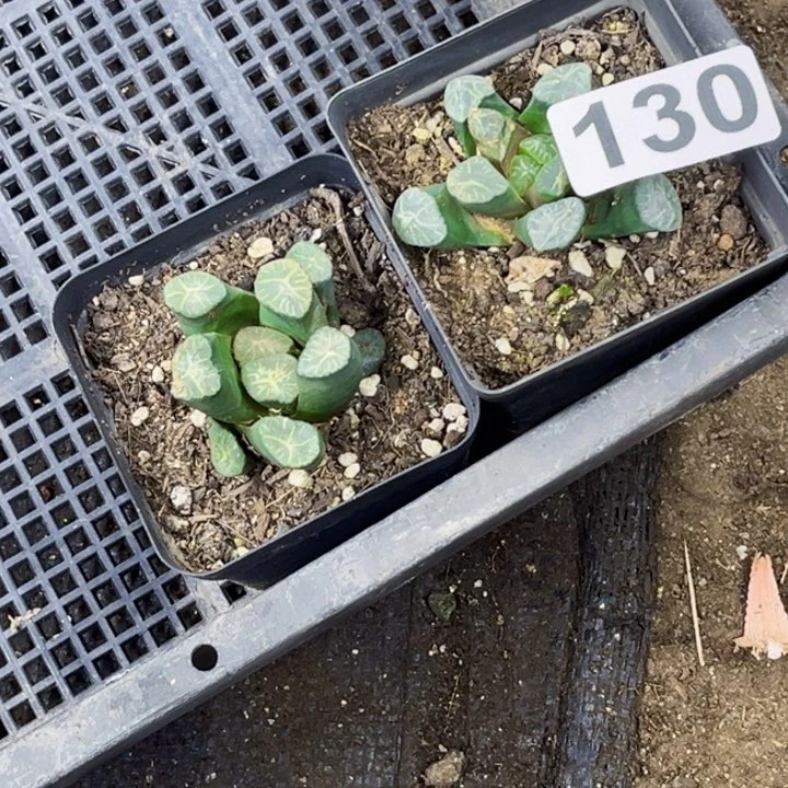 130万像2个带盆一物一图如图带