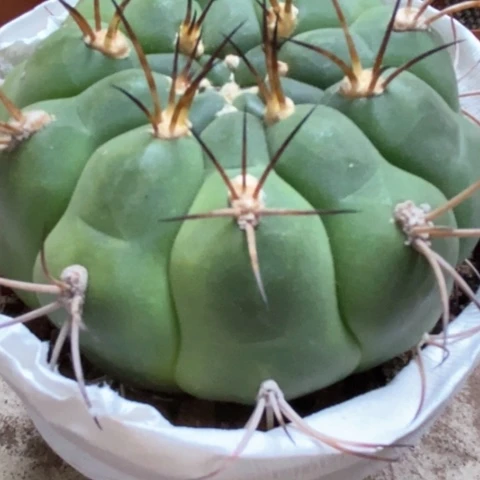 新天地仙人球20米仙人球