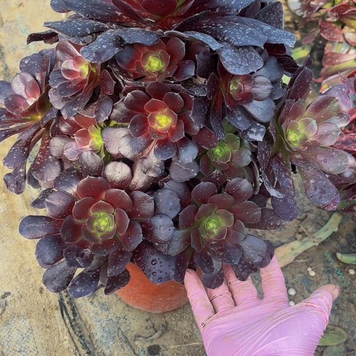 236梅花多肉法师不包断枝