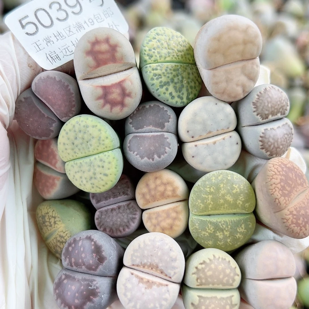 5039 好养易活生石花大母本18个