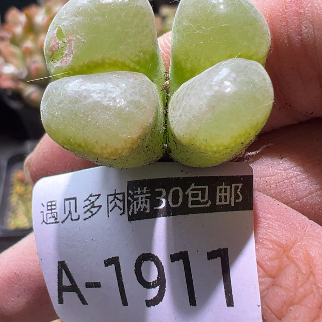 多肉植物1111111111111111