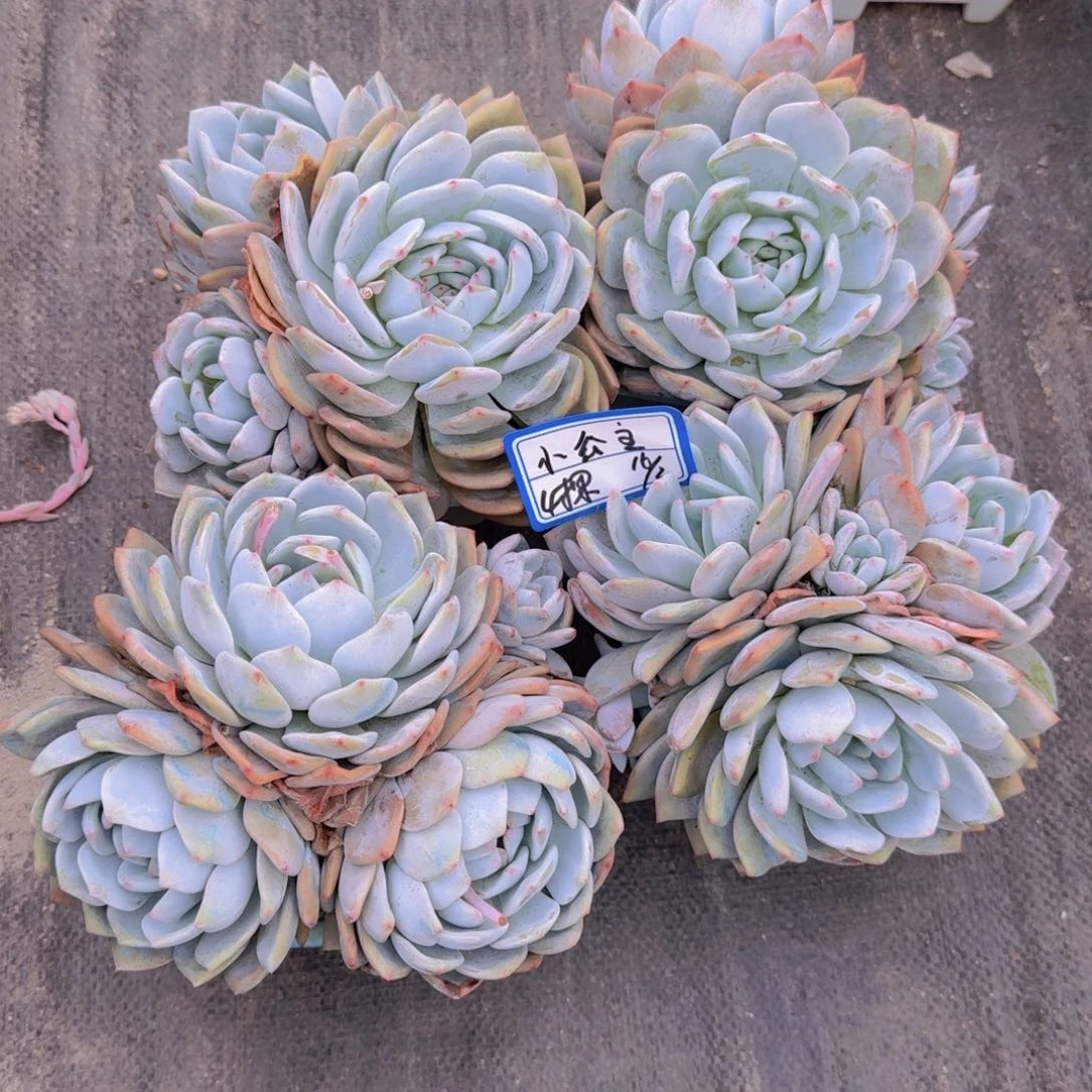 喵***主小公主橙子凡艺多肉