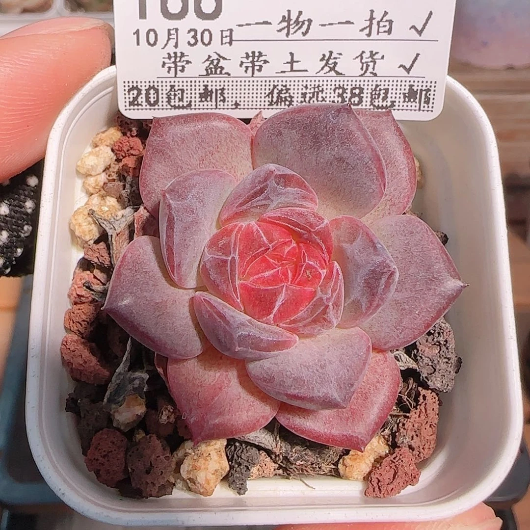 多肉1030--188琥珀
