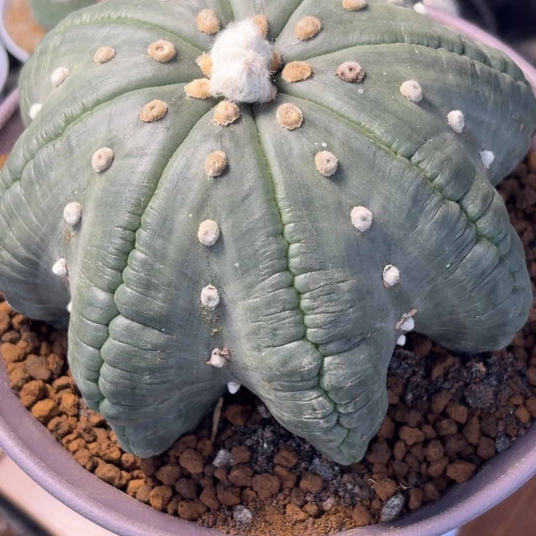 拉链指纹海星兜自根15cm