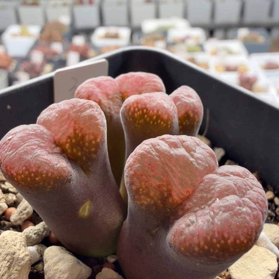 9/12/c20 丝绒翻窗 日本风铃玉