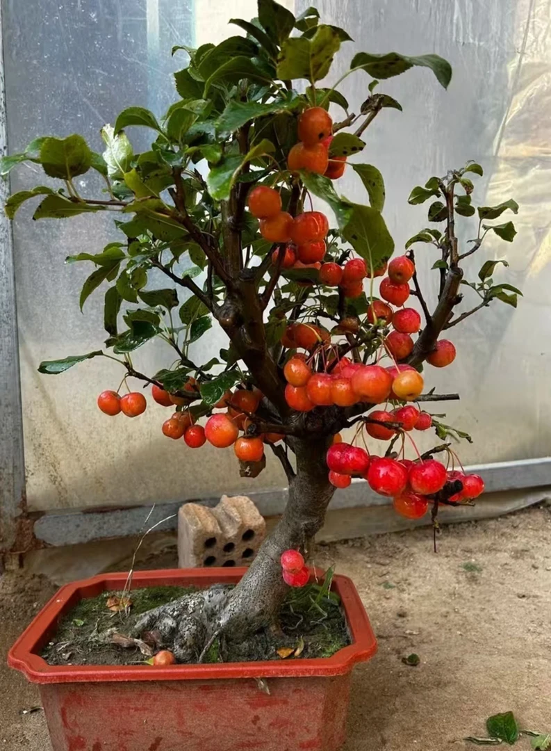 北美冬红果海棠果苗耐寒老桩四季可种南北方庭院阳台绿植盆栽