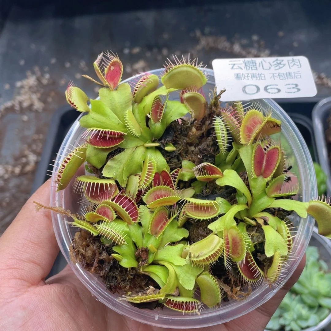 云糖心多肉植物63