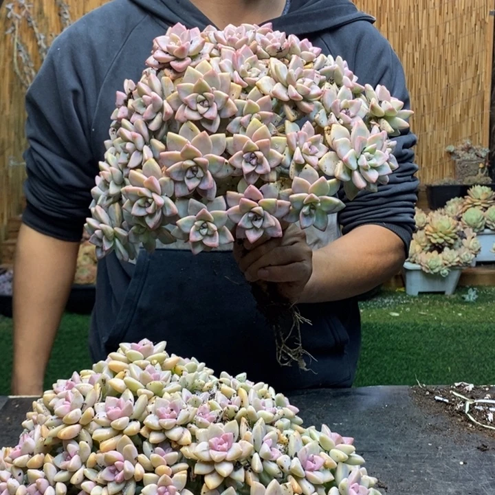 ****ベ326 号淡雪多肉植物