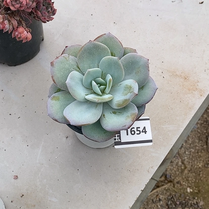 【闪购商品】忘奶茶1654